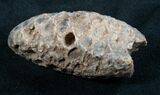 Agatized Fossil Pine (Seed) Cone From Morocco #8111-1
